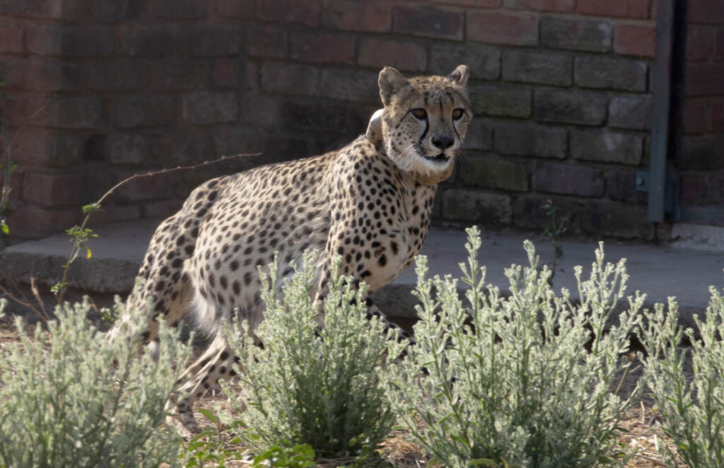 A cheetah runs inside a quarantine section before being relocated to India. (AP Photo/Denis Farrell)
