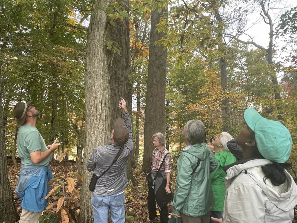 delaware-chestnut-tree-hike-1 A group of people gather around a tree and look up.