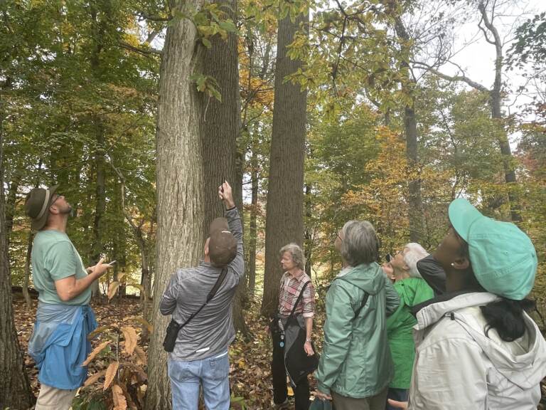 A group of people gather around a tree and look up.