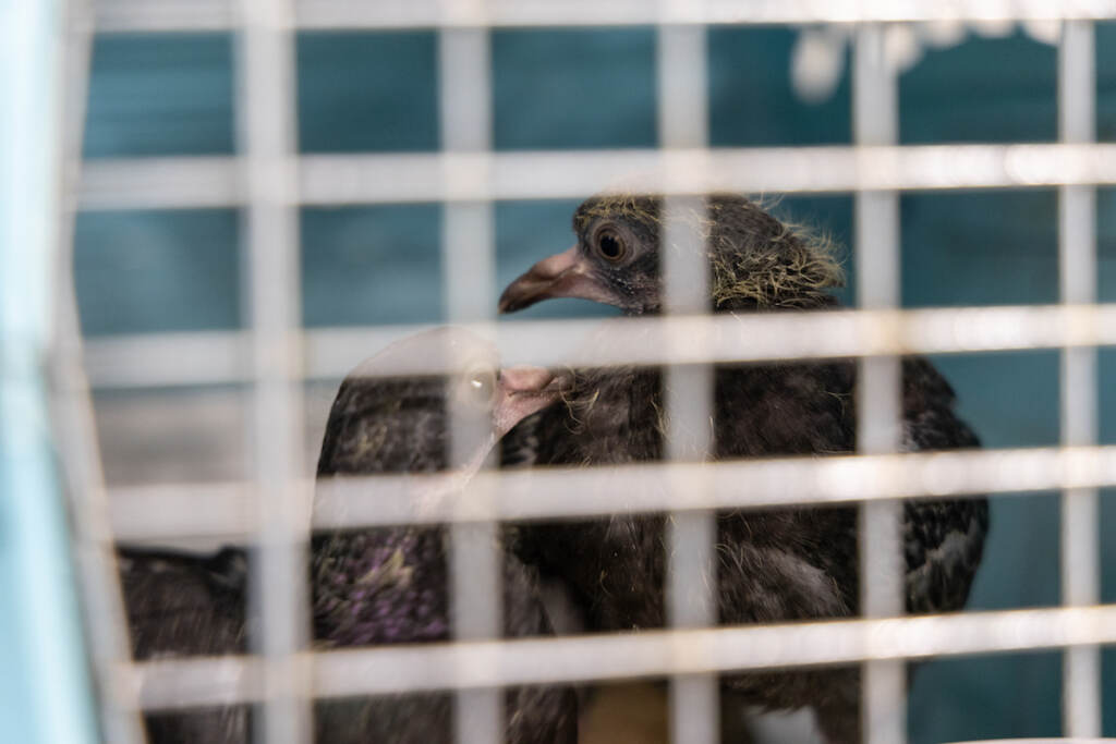 Two pigeons can be seen through a cage door.