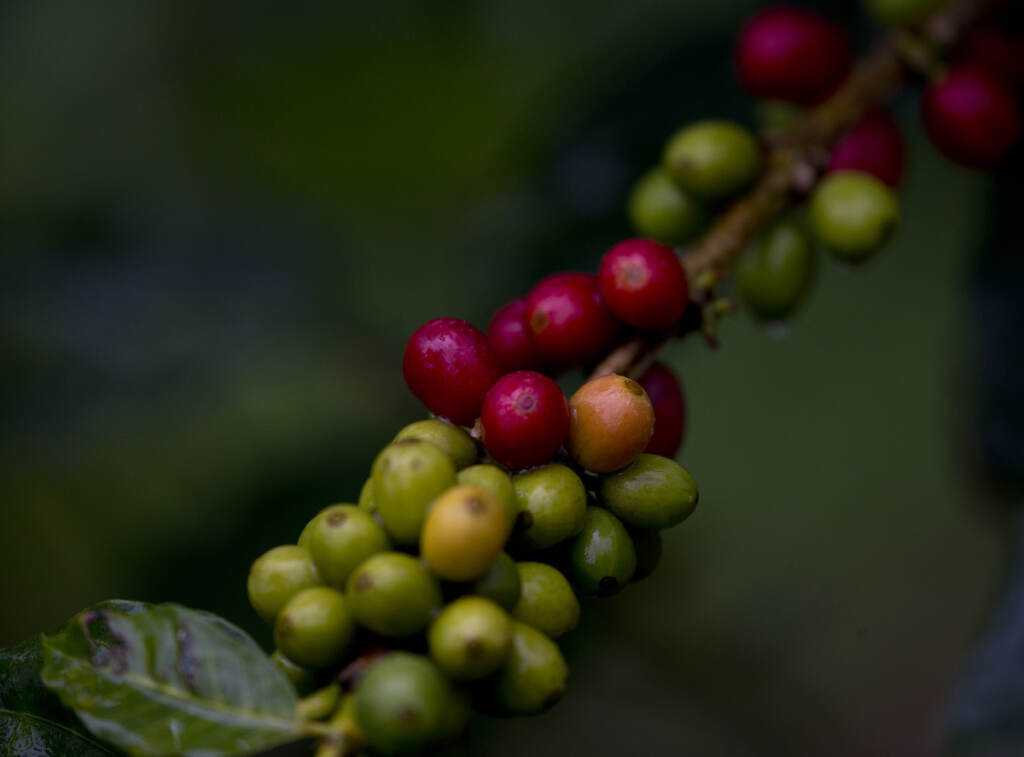 Venezuela Coffee In this Oct. 10, 2018 photo, green and red coffee beans grow on a coffee plant at the organic farm of Simon Then in the coastal area of Carayaca on the outskirts of Caracas, Venezuela. (AP Photo/Fernando Llano)