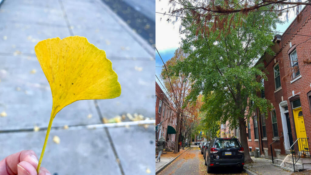 Left: Some ginkgo leaves have turned golden and dropped, but some trees around Philly are holding onto their still-green foliage LIZZY MCLELLAN RAVITCH; DENA DRISCOLL