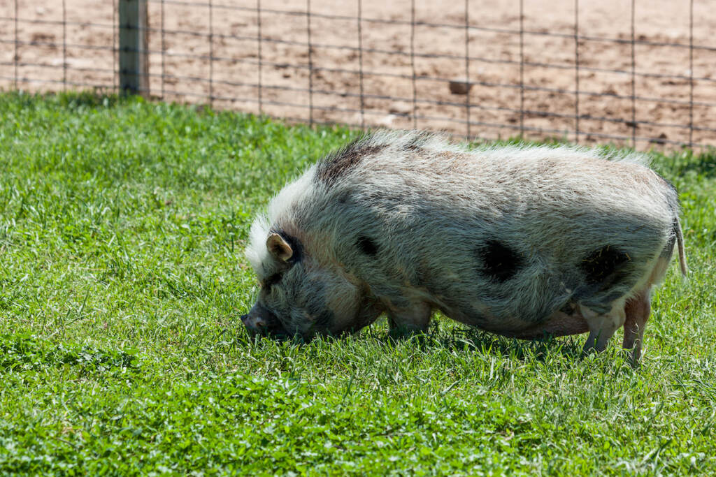 A Potbelly Pig Grazing In The Spring Grass Yard Of A Petting Zoo. A potbellied pig grazes in the grass behind a fence.