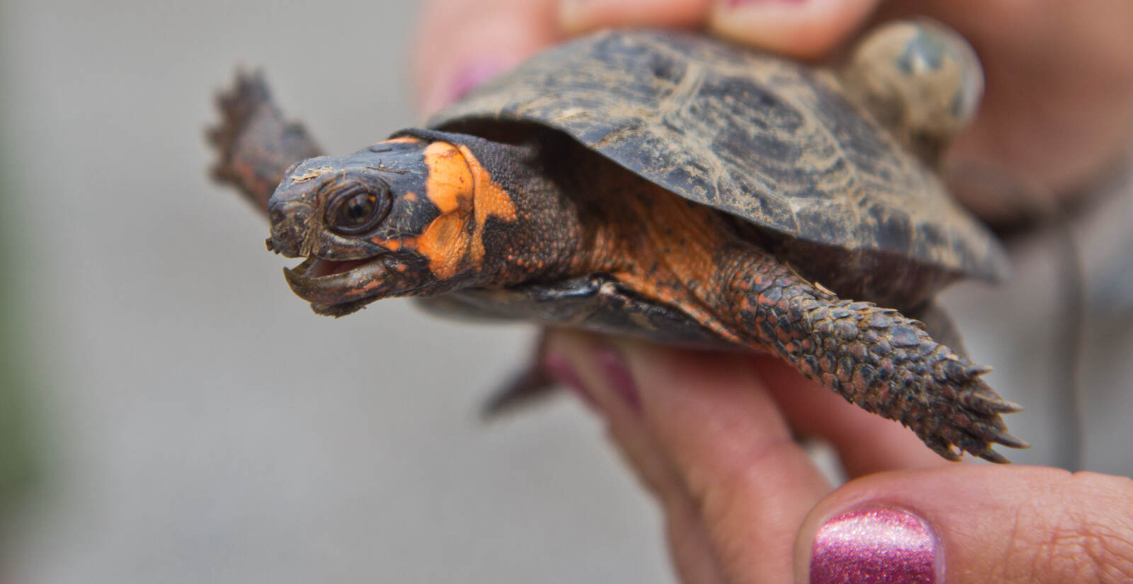 A closeup of a bog turtle