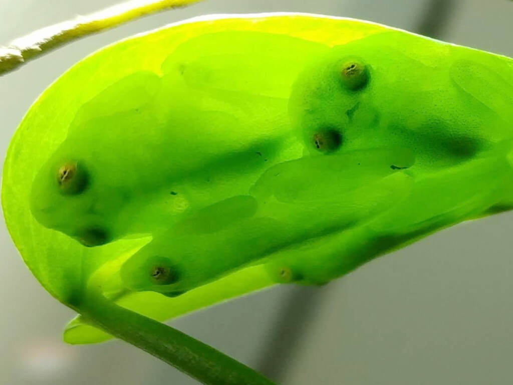 A group of glassfrogs sleeping together upside down on a leaf, showing their camouflage. (Jesse Delia)