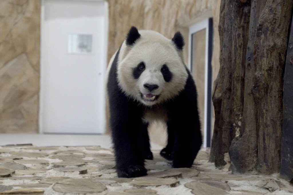 Thuraya, the female Panda sent by China to Qatar as a gift for the World Cup, walks in a shelter at the Panda House Garden in Al Khor, near Doha, Qatar. Thuraya, the female Panda sent by China to Qatar as a gift for the World Cup, walks in a shelter at the Panda House Garden in Al Khor, near Doha, Qatar. (Lujain Jo/AP)
