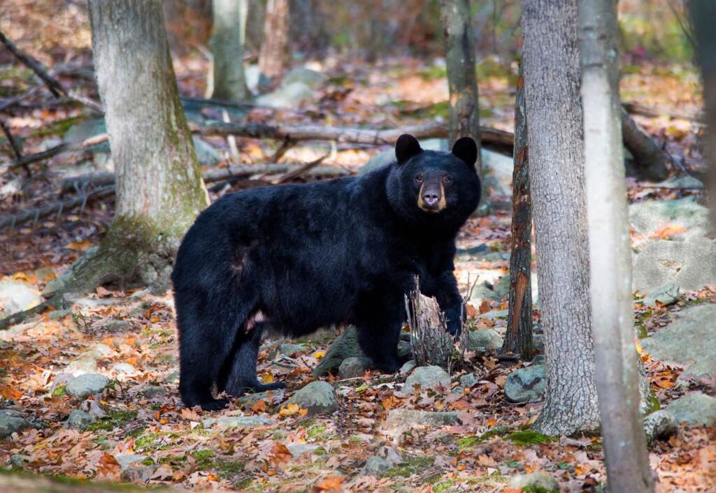 black-bear-nj-stock- Black bear in the woods