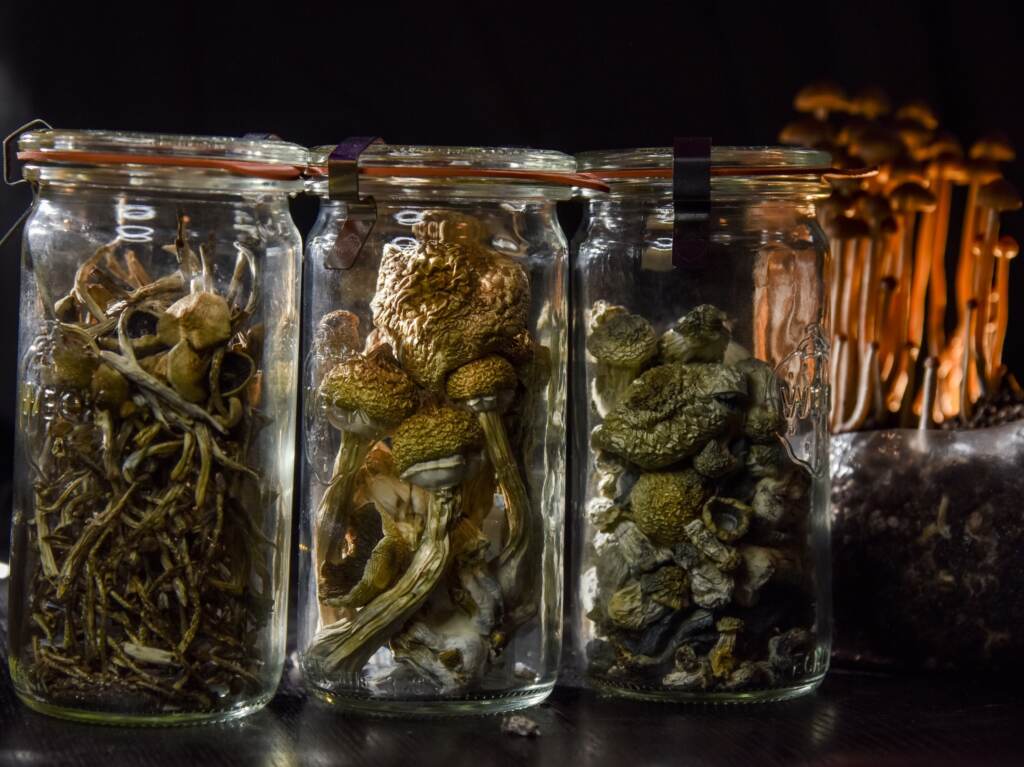A Washington, D.C., resident has an operation growing psilocybin mushrooms. Brain researchers are increasingly studying psychedelic compounds like psilocybin and LSD as potential treatments for anxiety, depression and other disorders. A Washington, D.C., resident has an operation growing psilocybin mushrooms. Brain researchers are increasingly studying psychedelic compounds like psilocybin and LSD as potential treatments for anxiety, depression and other disorders. (Jahi Chikwendiu/The Washington Post via Getty Images