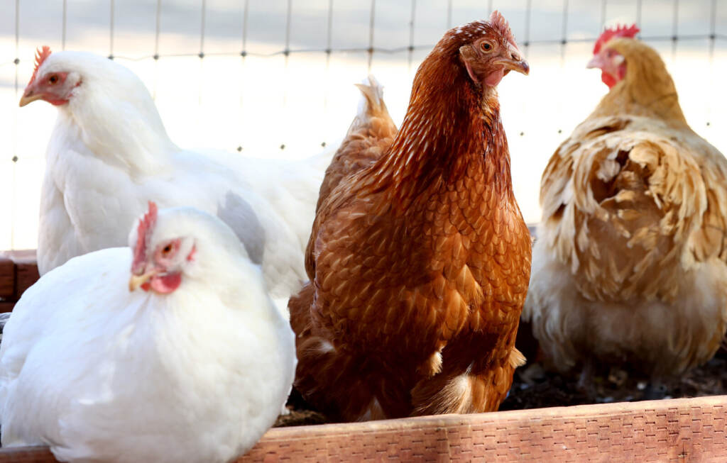 Southern California Hit With Historic Avian Flu Outbreak Chickens are shown.
