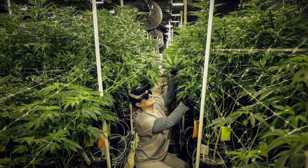 Heather Randazzo A person kneels down as they trim marijuana plants.