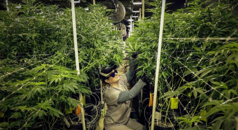 A person kneels down as they trim marijuana plants.