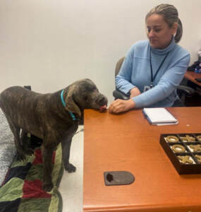 Spartacus the dog is seen with Sarah Barnett in her office at ACCT Philly