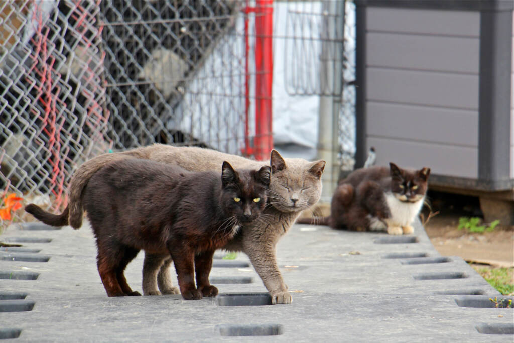 2019 03 15-e lee-philadelphia-cat colony Two cats snuggle close to each other. Another one looks on from the background.