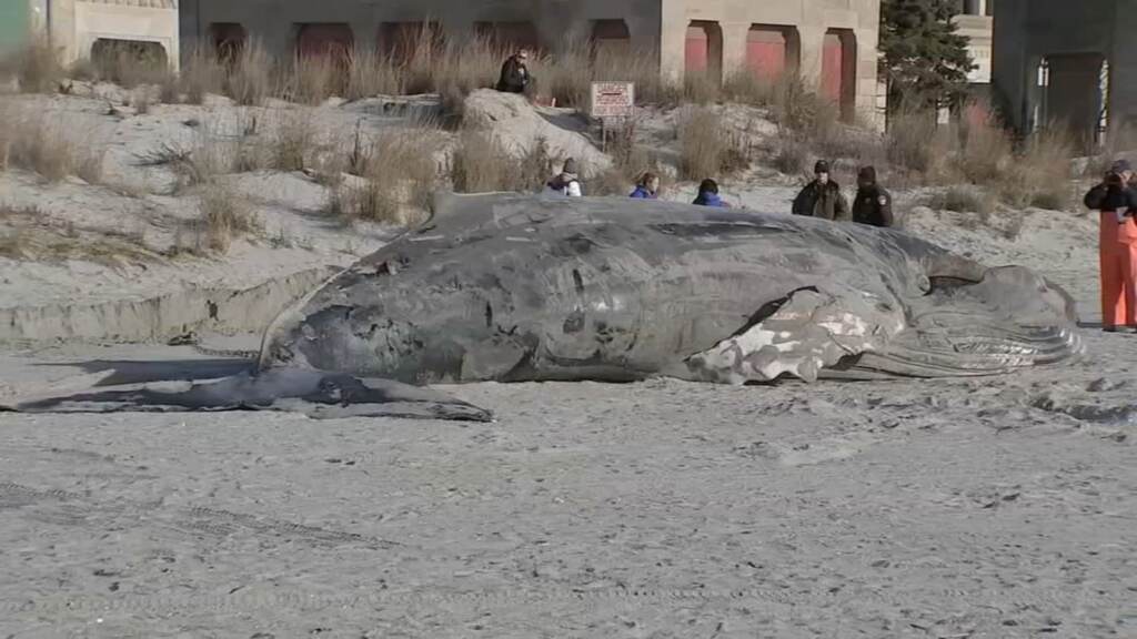 A beached whale at the Jersey Shore