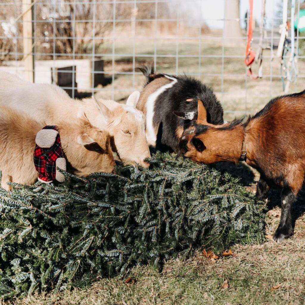 Goats devour a donated tree at he Farm at Awbury Arboretum