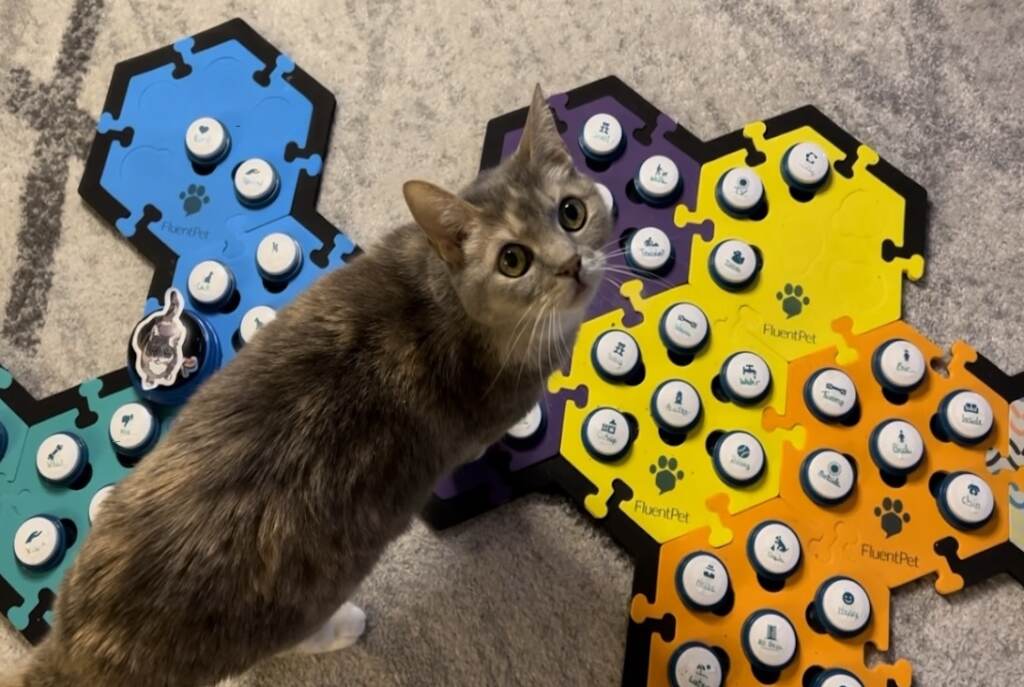 Billi the talking cat WordPress Billi has learned more than 60 words in the two-and-a-half years since owner Kendra Baker started training her using recordable buttons, otherwise known as augmentative interspecies communication, or AIC. She's part of a research project looking into whether animals are capable of using language.