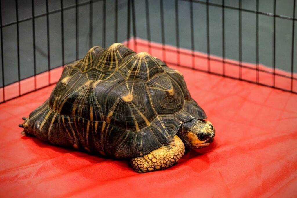 philadelphia-zoo-airport-2 A turtle rests on a red blanket.
