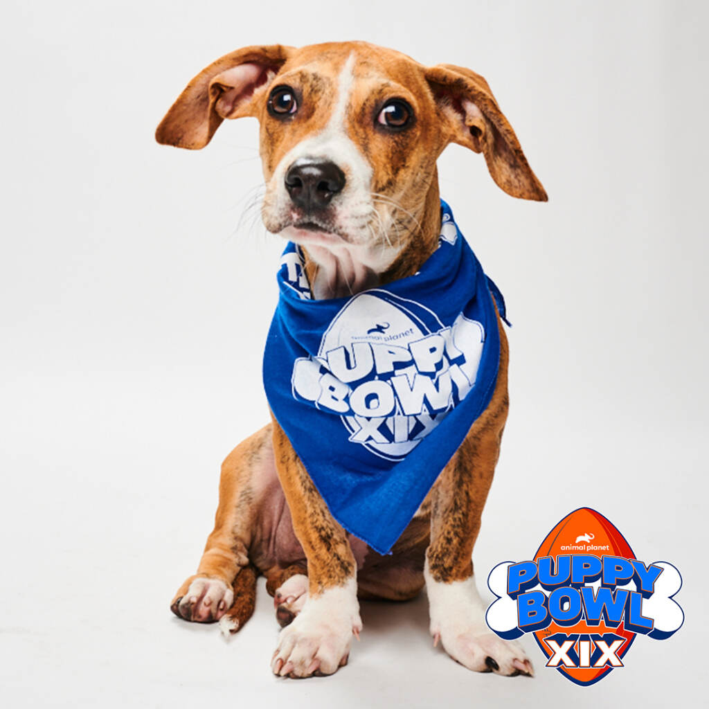 Gordon the dog poses for a portrait