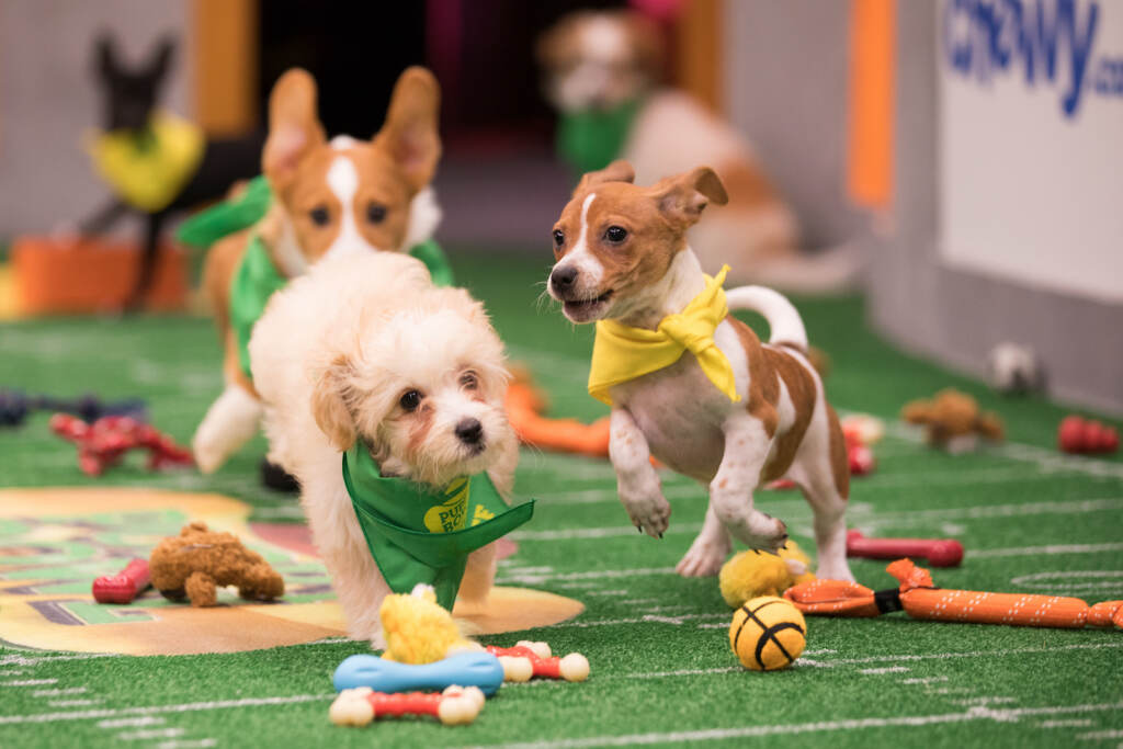 Animal Planet Two puppies compete in the Puppy Bowl