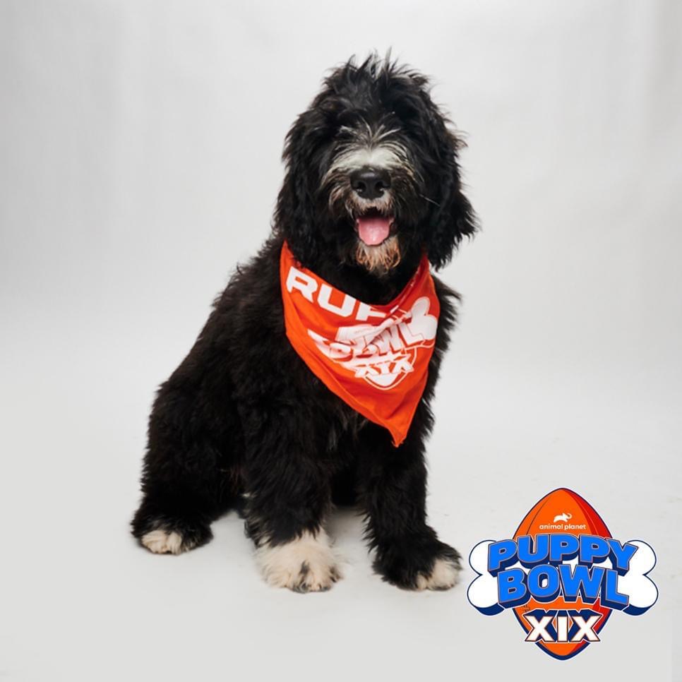 Ritz the dog poses for a portrait
