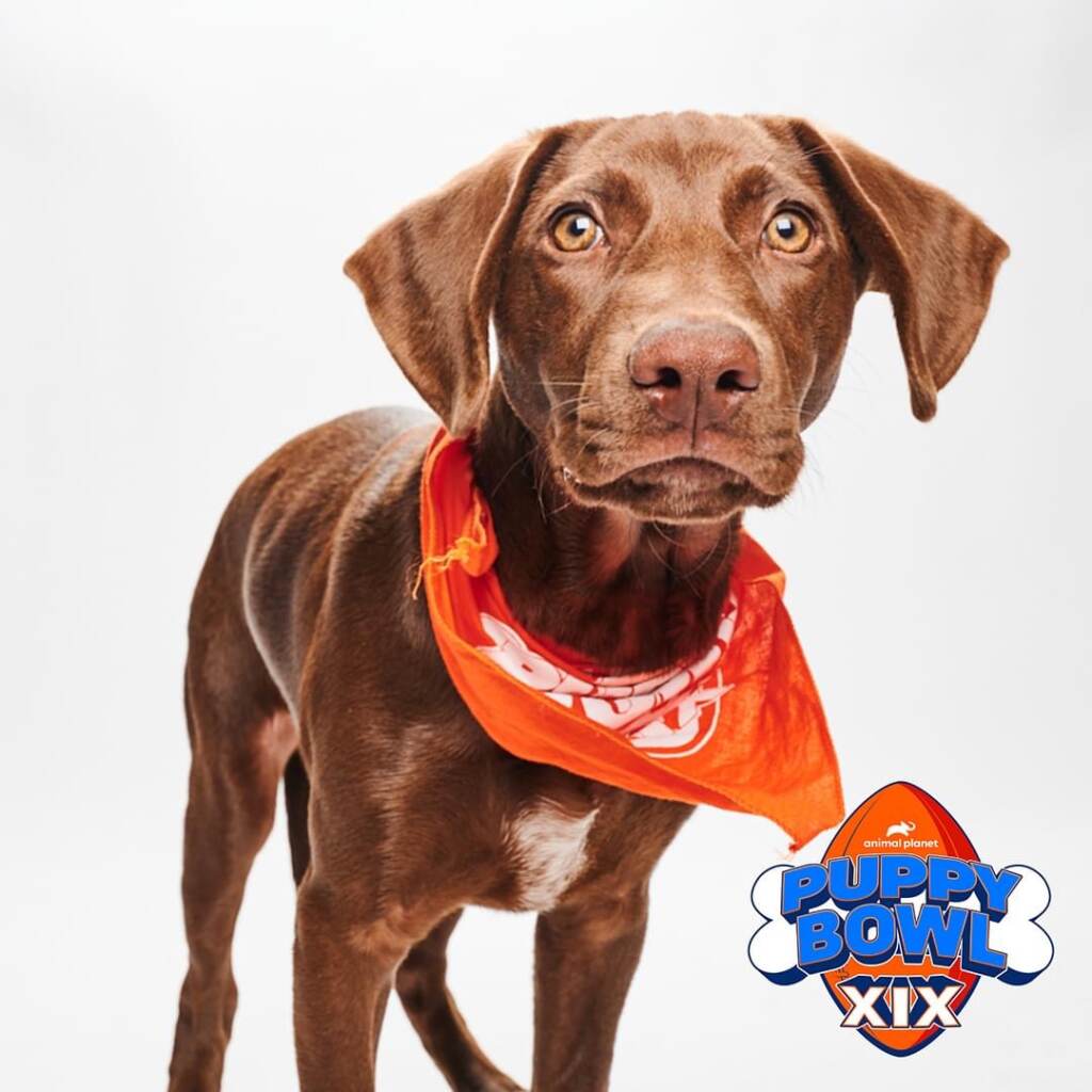 Tia the dog poses for a portrait