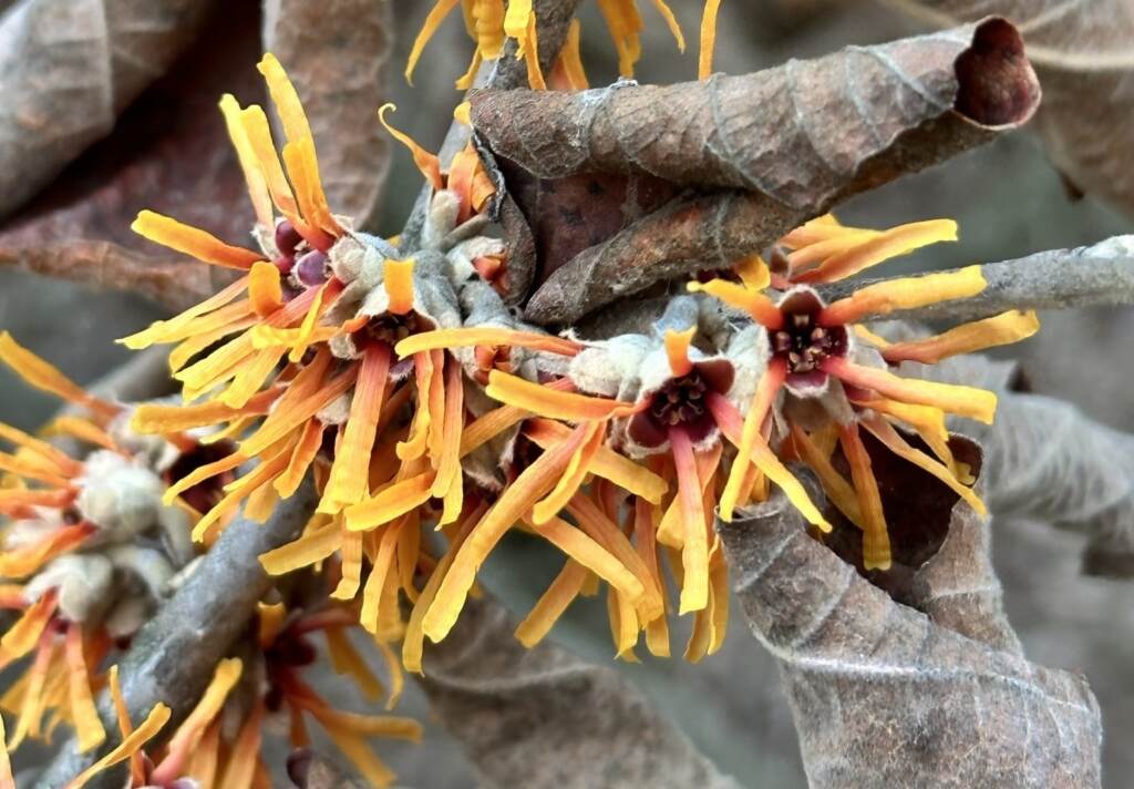 ‘Aphrodite’ witchhazel-jan ’23 Witch hazel blooming in January at the Morris Arboretum