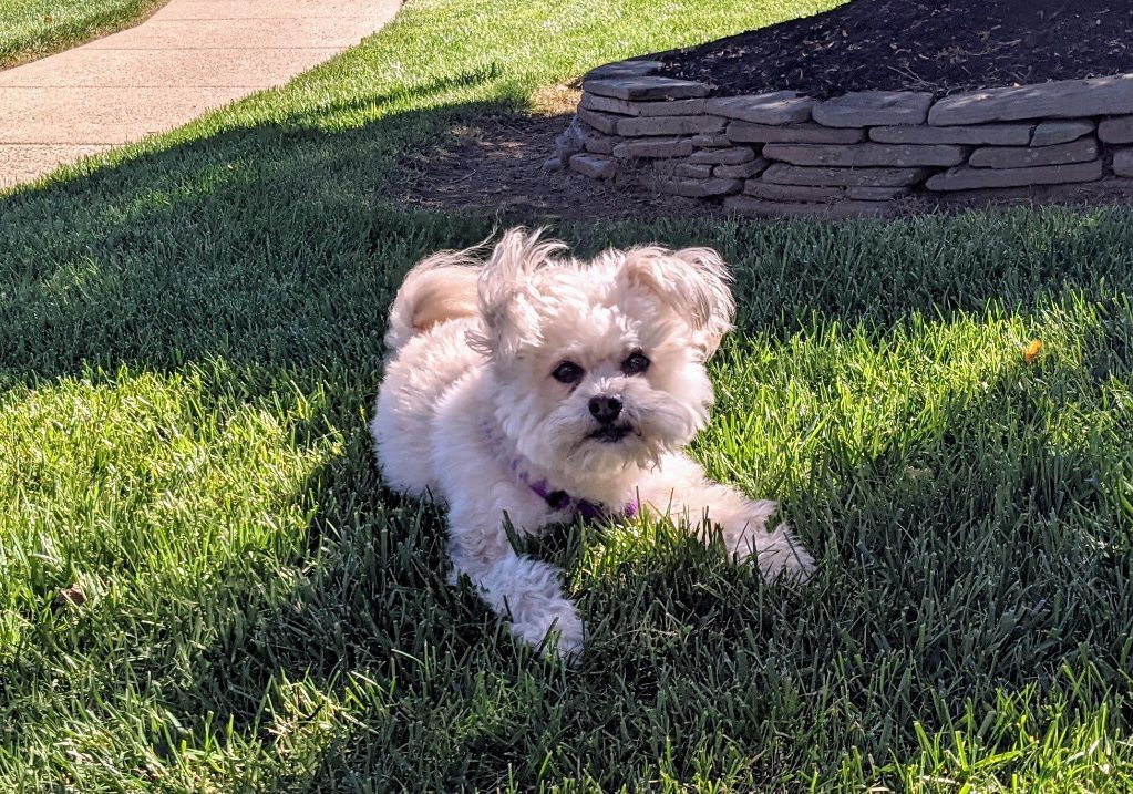 A dog sits in the grass on a sunny day.