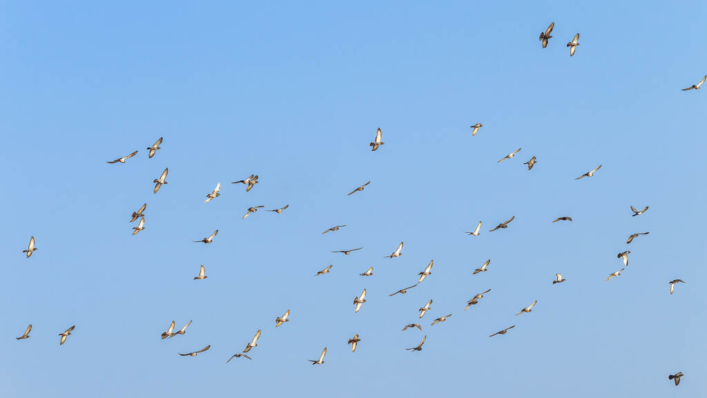 flock of birds in flight