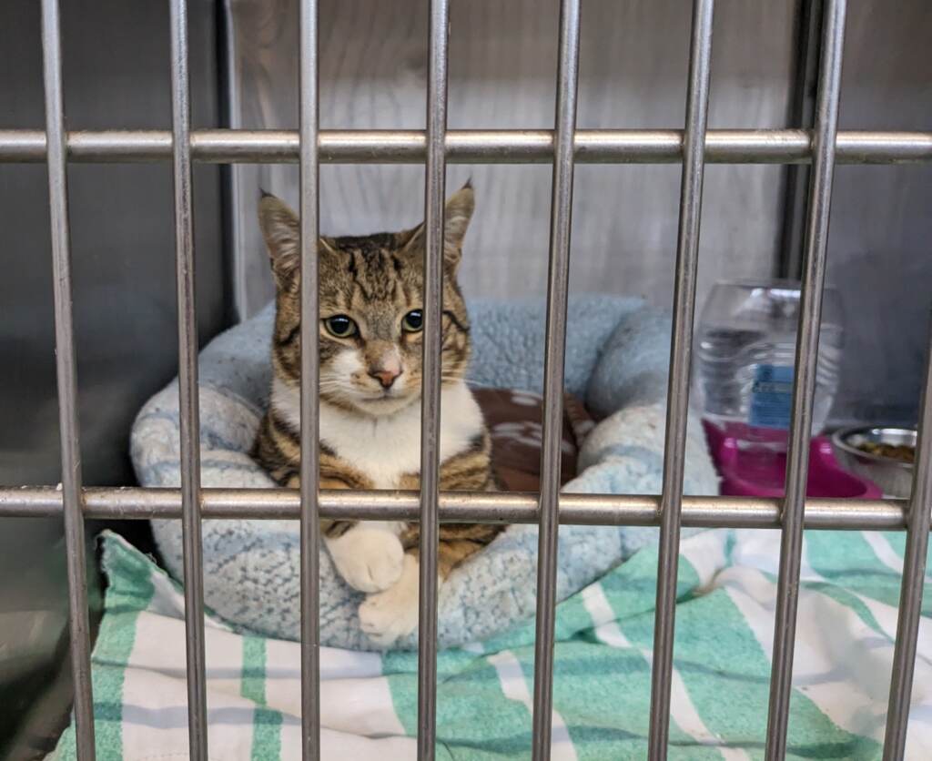 A cat is seen in a cage at a shelter