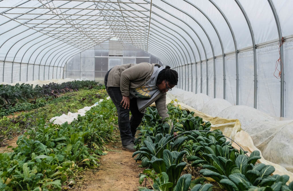 Ann “Farmer Gale” Sutton inspects crops at a farm on Jan. 26, 2023 in Upper Marlboro, Md. Prince Georges County has launched a pilot program geared towards assisting women and minority farmers build sustainable practices. Ann