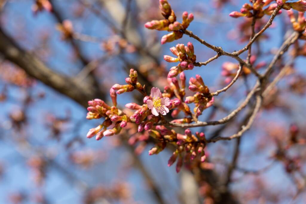 plants-flowers-blooming-cherry-tree-3-scaled An up-close view of a cherry blossom bud on a branch.