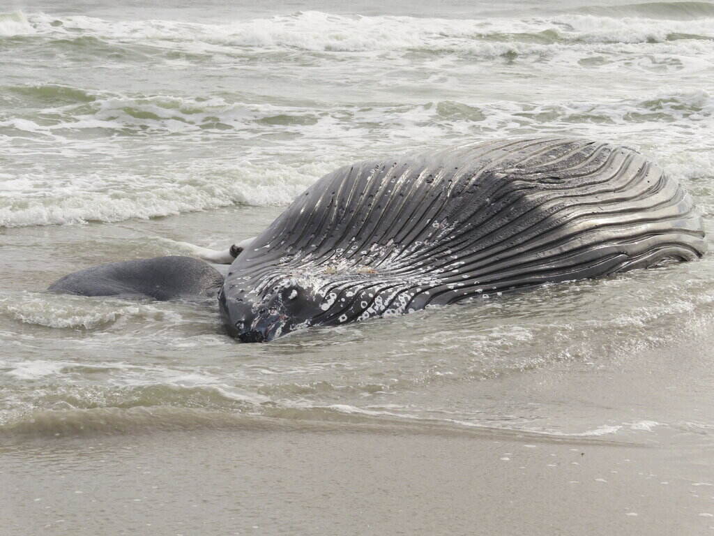 Offshore Wind-Dead Whales A close-up of a dead whale washed ashore on the beach.