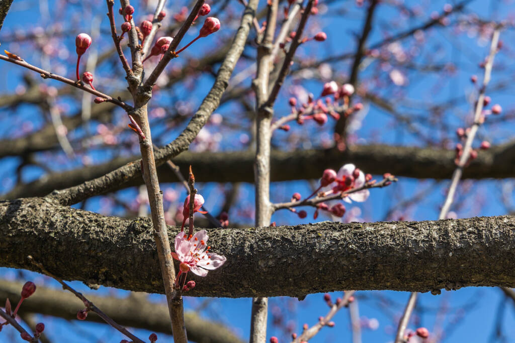 03 17 2023 k paynter fishtown cherry blossom tree spring in philly-2 The first flowers of a cherry blossom tree emerge at Penn Treaty Park in Fishtown.