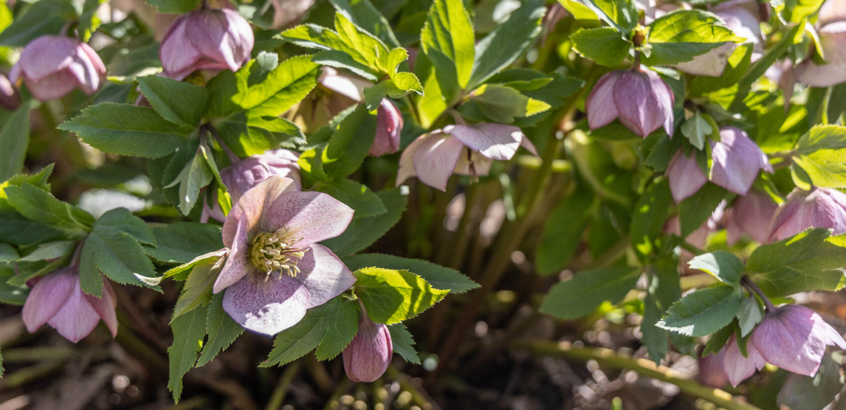 Hellebores, also known as the lenten rose, are in full bloom at Penn Treaty Park in Fishtown. They begin their show in late winter. (Kimberly Paynter/WHYY)