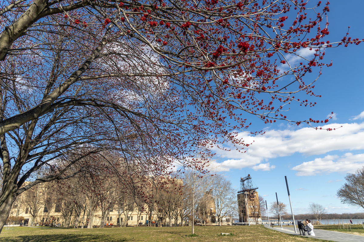 A maple tree reveals its deep red flowers at Penn Treaty Park along the Delaware River in Fishtown. (Kimberly Paynter/WHYY)