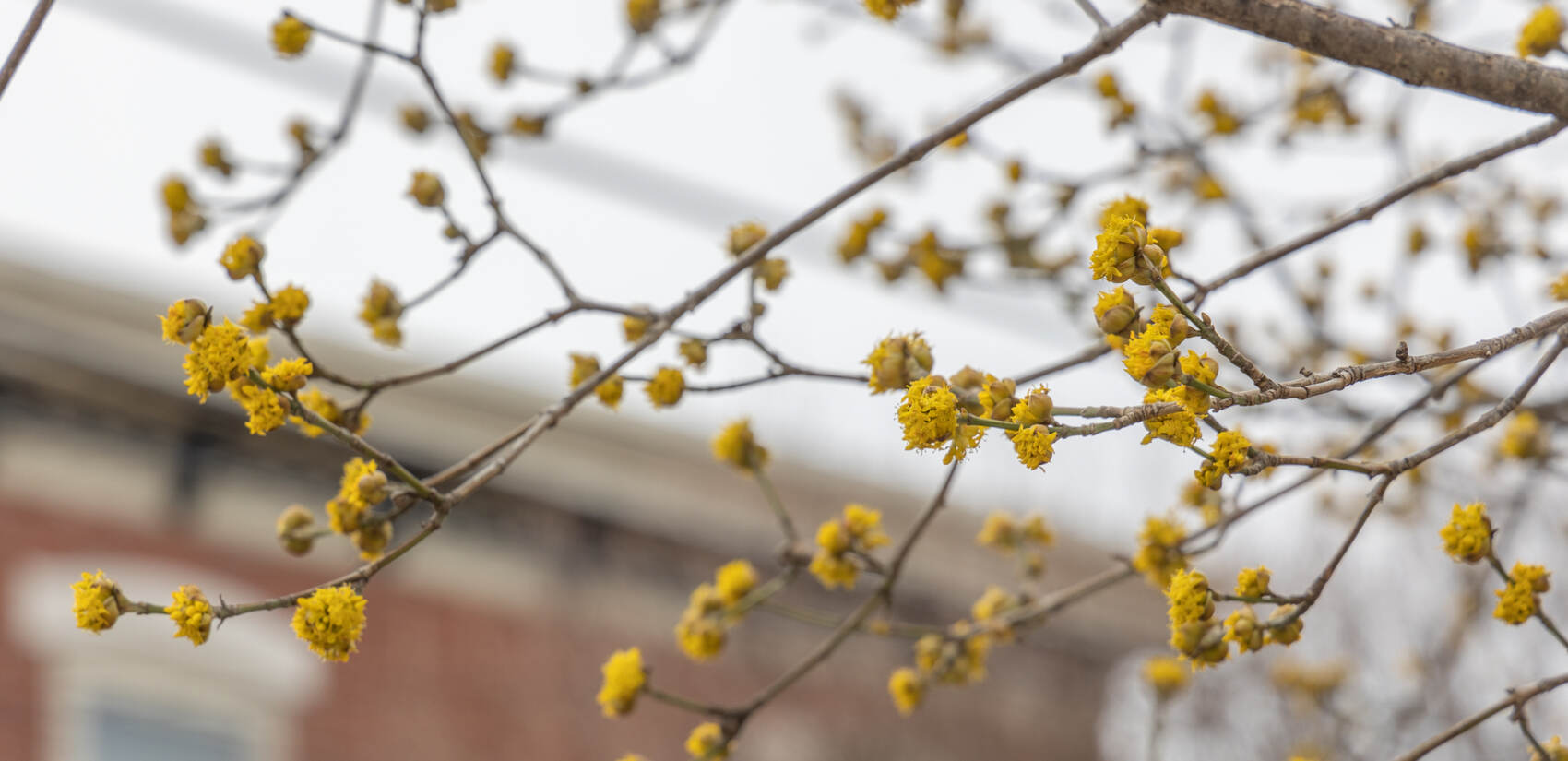 A cornelian dogwood tree puts out its first burst of bloom in Port Richmond. (Kimberly Paynter/WHYY)