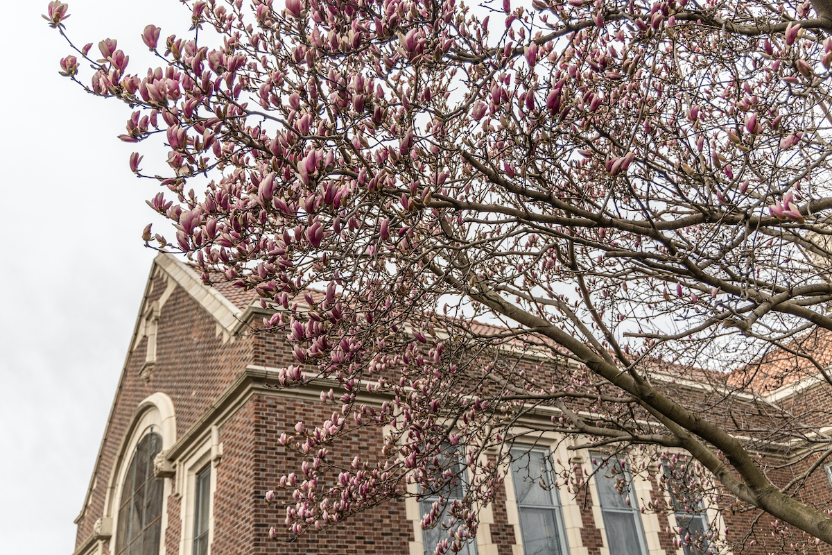A saucer magnolia tree begins its show at the Port Richmond public Library.