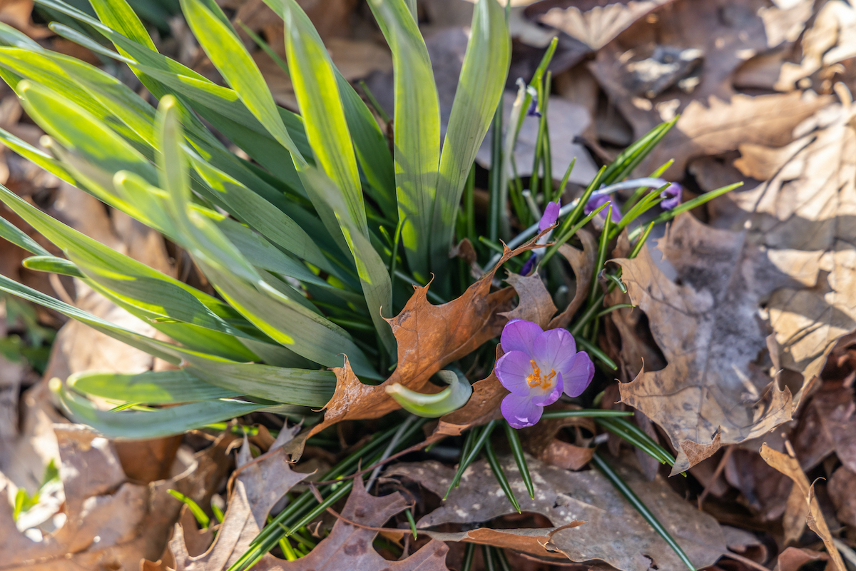 A purple crocus pops from last year’s leaves at the Sedgley Woods in Fairmount Park. (Kimberly Paynter/WHYY)