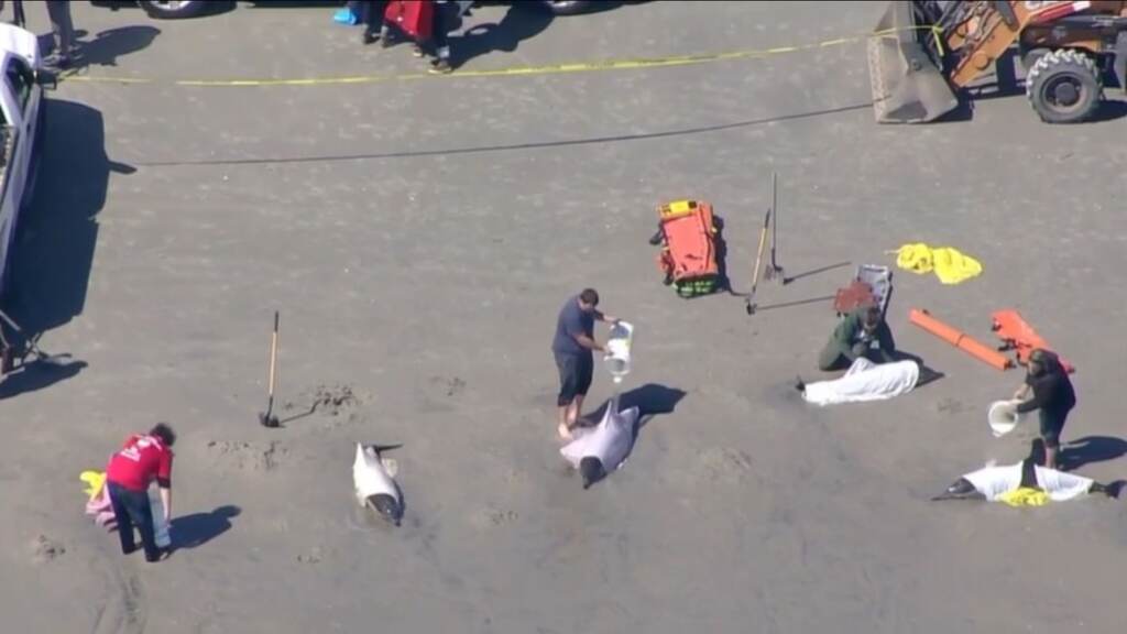12986241_032123-wpvi-beached-dolphin-rescue-img-2 Chopper 6 over scene as rescuers work to save beached dolphins in Sea Isle City