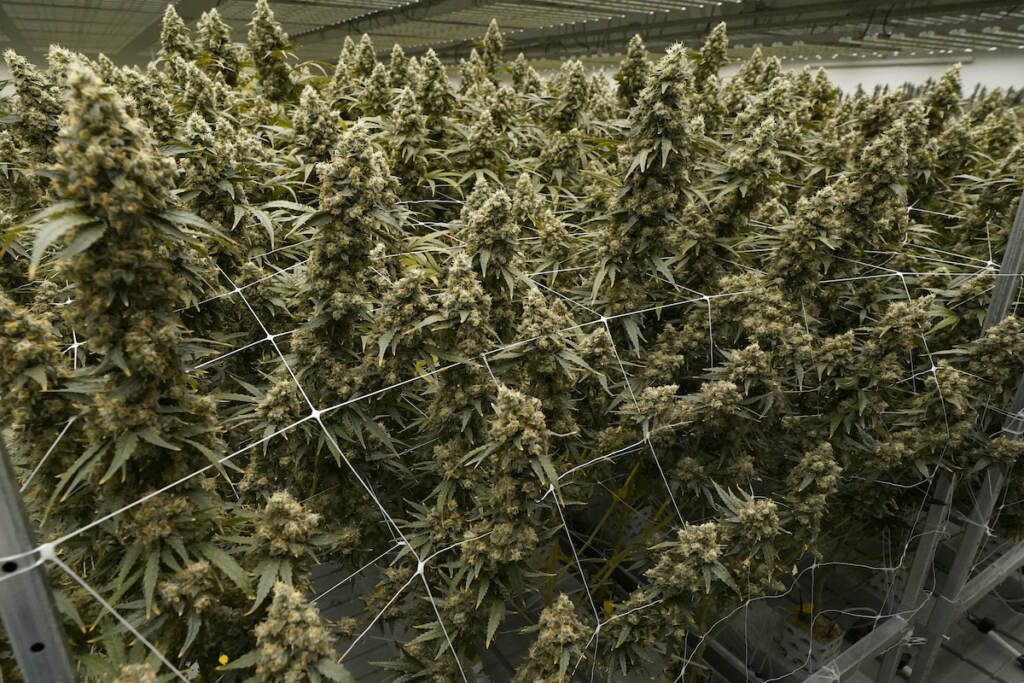 Medical Marijuana Mississippi Marijuana plants display buds as they are in the flowering stage at the indoor growing facility of Mockingbird Cannabis in Raymond, Miss.