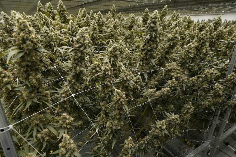 Marijuana plants display buds as they are in the flowering stage at the indoor growing facility of Mockingbird Cannabis in Raymond, Miss.