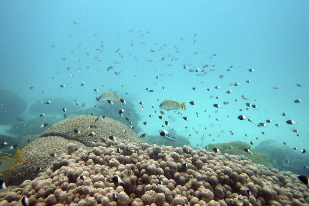 UN High Seas Biodiversity Treaty Fish swim near some bleached coral at Kisite Mpunguti Marine park, Kenya