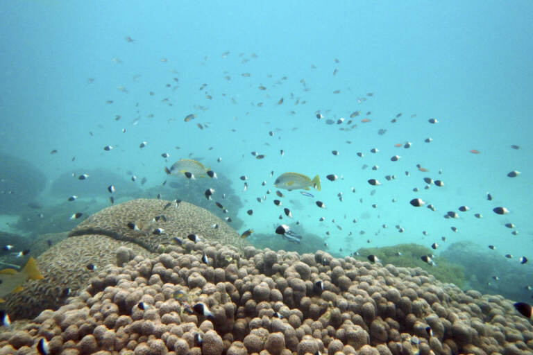 Fish swim near some bleached coral at Kisite Mpunguti Marine park, Kenya