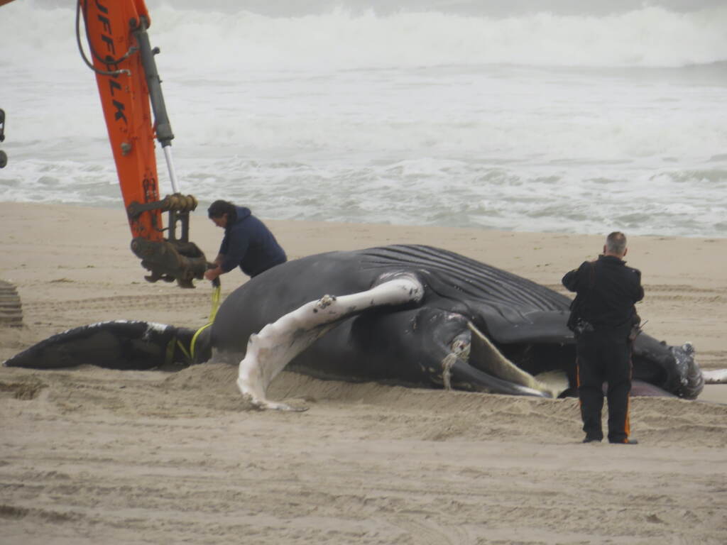 Offshore Wind Dead Whales Dead Humpback Whale on Offshore New Jersey Beach