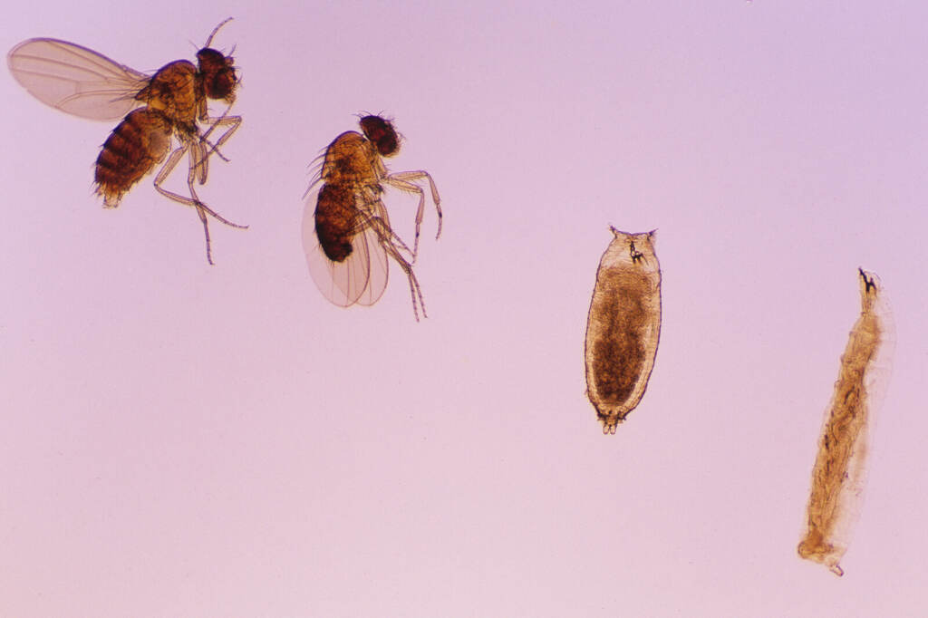Fruitfly (Drosophila melanogaster) Life Cycle Close-up of bodies of fruit flies at various ages of developments.