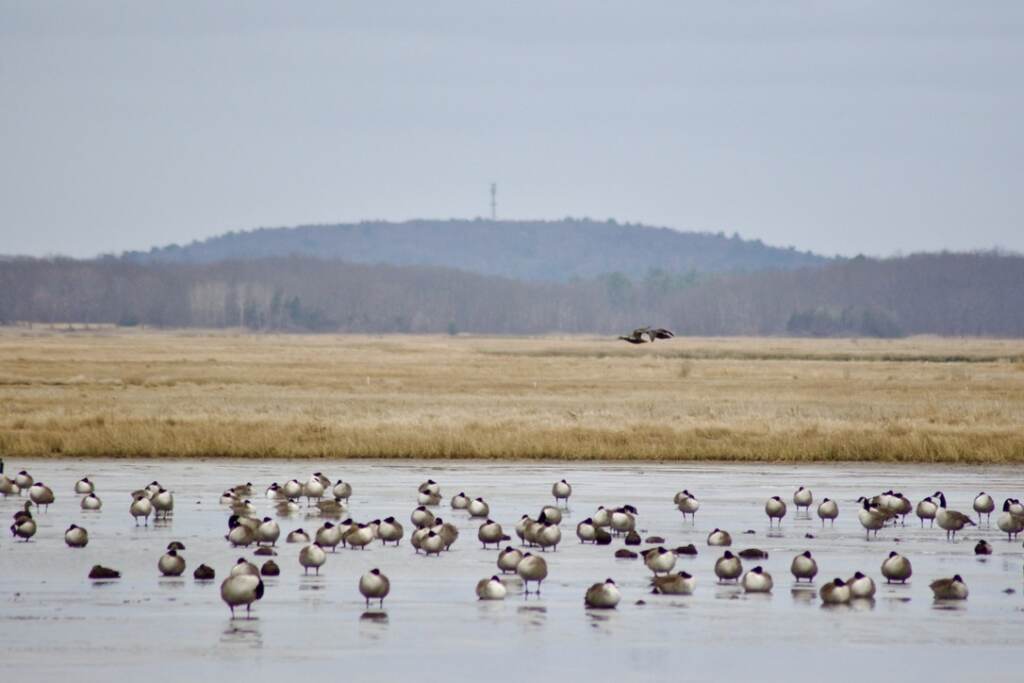 salt-marshes-ducks-unlimited-2023-03-06-2 Environmentalists from Ducks Unlimited and other organizations are using $500,000 in funding to restore saltwater marshes in Delaware and New Jersey. Saltwater marshes protect communities from flooding, and provide habitat for birds and fish. (Courtesy of Ducks Unlimited)
