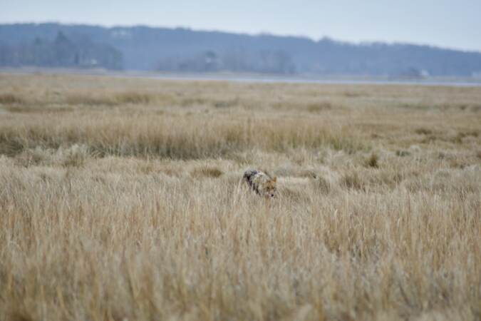Environmentalists from Ducks Unlimited and other organizations are using $500,000 in funding to restore saltwater marshes in Delaware and New Jersey. Saltwater marshes protect communities from flooding, and provide habitat for birds and fish. (Courtesy of Ducks Unlimited)