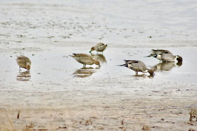 Environmentalists from Ducks Unlimited and other organizations are using $500,000 in funding to restore saltwater marshes in Delaware and New Jersey. Saltwater marshes protect communities from flooding, and provide habitat for birds and fish. (Courtesy of Ducks Unlimited)