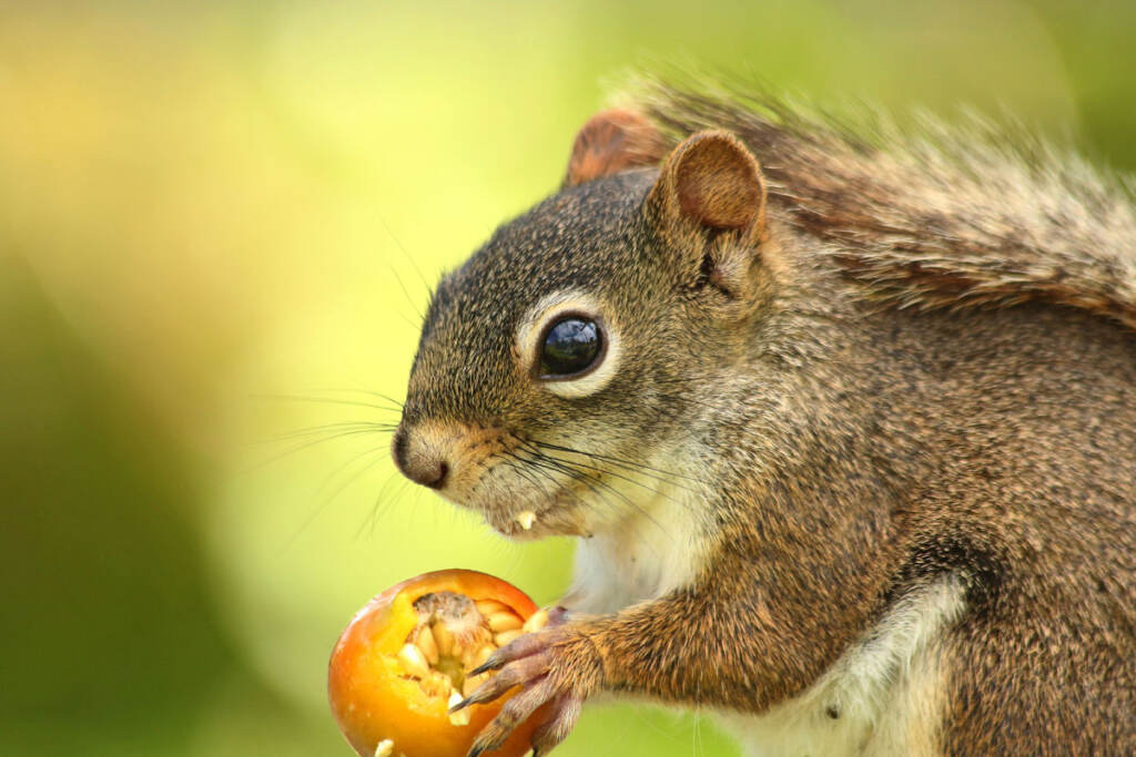 squirrel1200 Science writer Bethany Brookshire has an enemy who lives in her backyard: a gray squirrel she named “Kevin.” In her new book, she says we can rethink our relationships with animals we call “pests” like squirrels, rats, pigeons, pythons and more. (Gael Dupont-langevin)