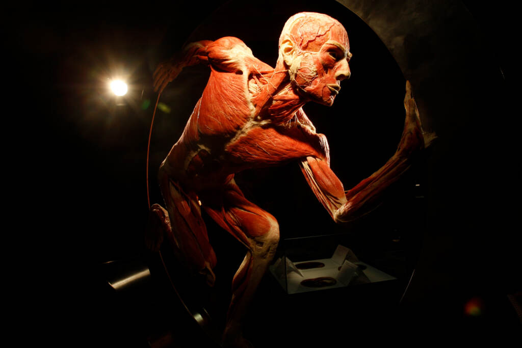 BRITAIN BODY WORLDS EXHIBITION anatomical specimens on display at a 2008 Body Worlds exhibition in England.
